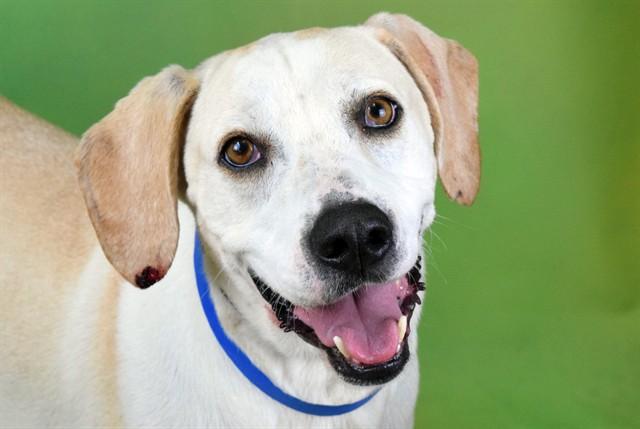 BEAN, Adoptable, Adult Male Labrador Retriever & Basset Hound.