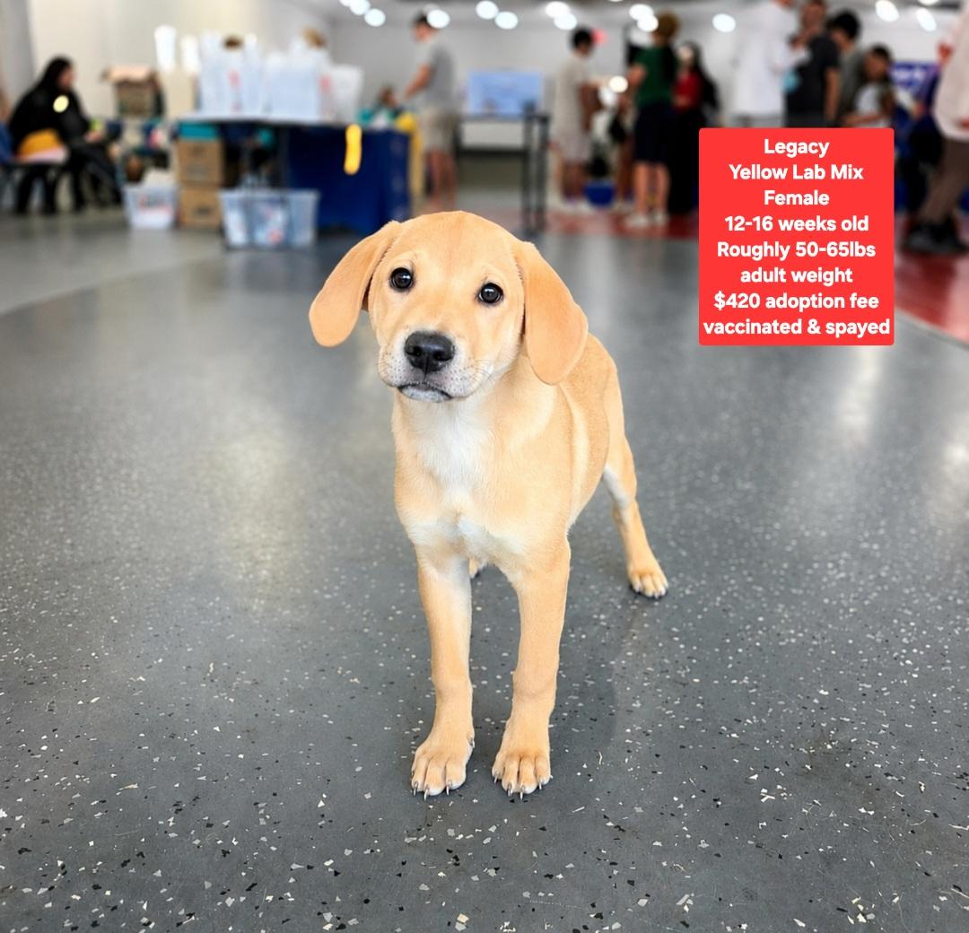 Enlarge Legacy, an adopted mixed breed in Oviedo, FL image 1/1