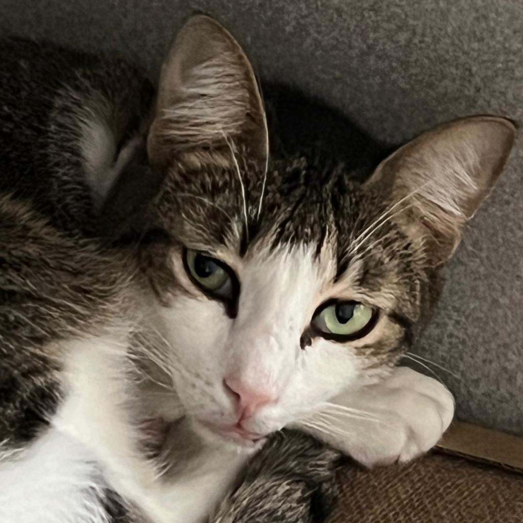 Enlarge Vienna, a Adoptable Domestic Short Hair in Washington, PA image 1/3