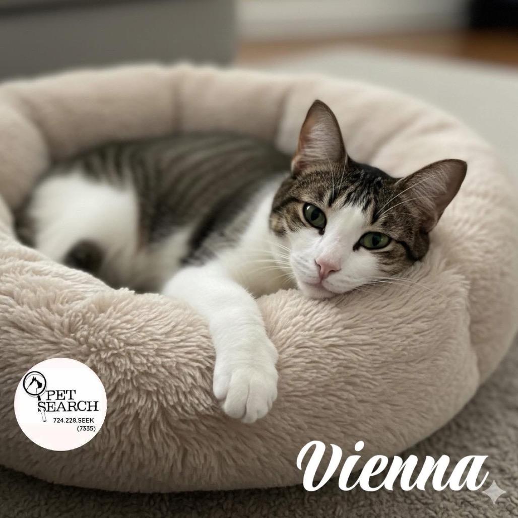 Enlarge Vienna, a Adoptable Domestic Short Hair in Washington, PA image 2/5