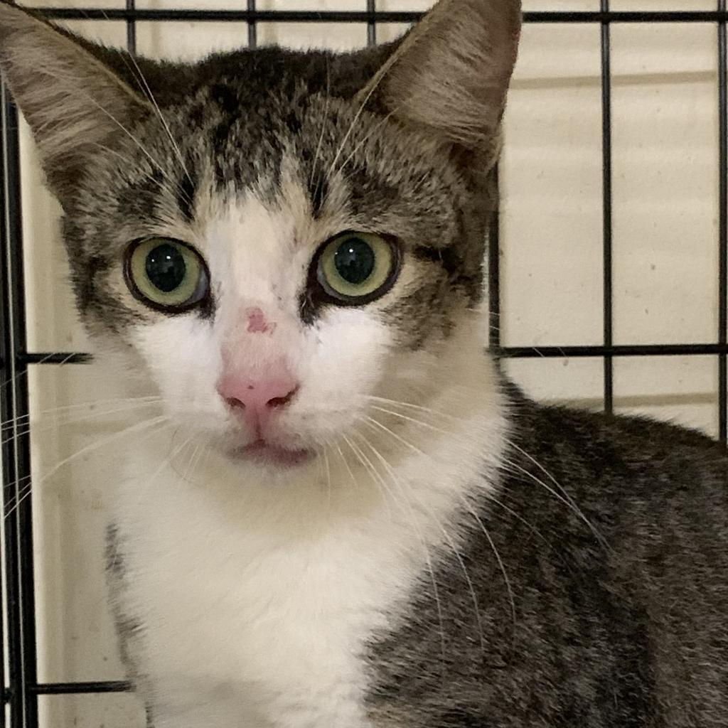 Enlarge Vienna, a Adoptable Domestic Short Hair in Washington, PA image 2/3