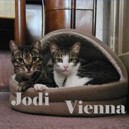 Enlarge Vienna, a Adoptable Domestic Short Hair in Washington, PA image 3/4