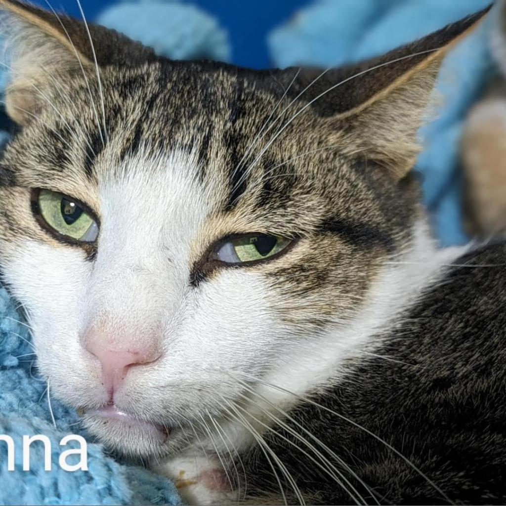 Enlarge Vienna, a Adoptable Domestic Short Hair in Washington, PA image 3/3