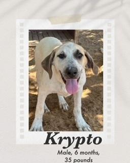 Enlarge Krypto, a Adoptable mixed breed in Puerto Penasco, SON image 1/2
