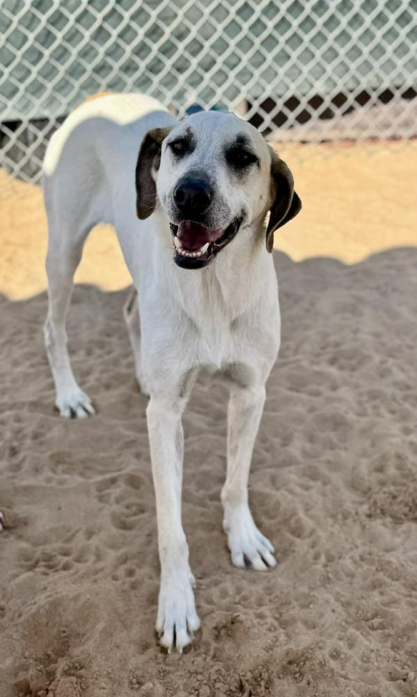 Enlarge Krypto, a Adoptable mixed breed in Puerto Penasco, SON image 2/3