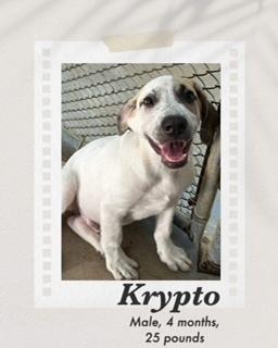 Enlarge Krypto, a Adoptable mixed breed in Puerto Penasco, SON image 2/2