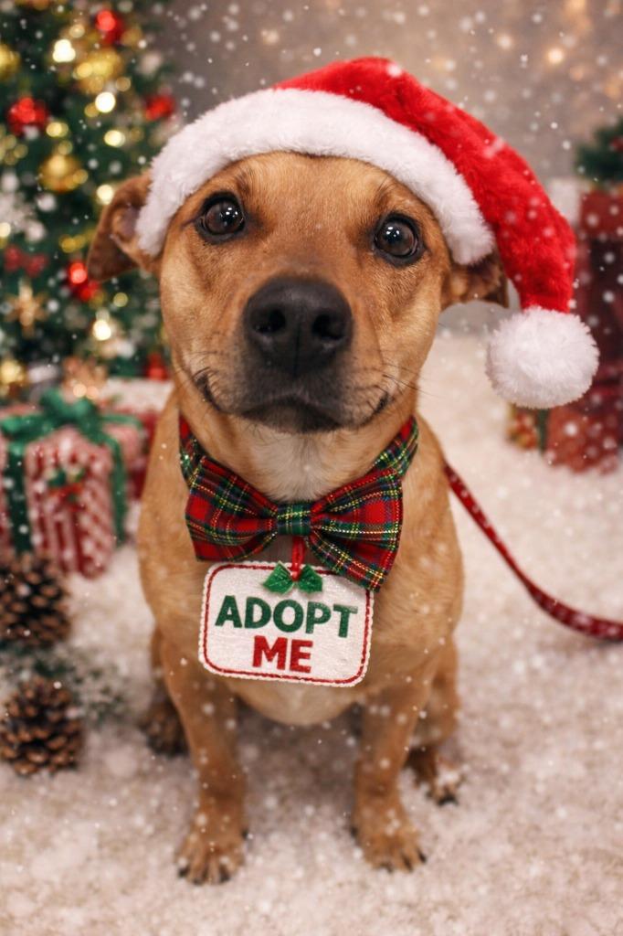 Enlarge Luna, a Adoptable mixed breed in Prince Frederick, MD image 2/2