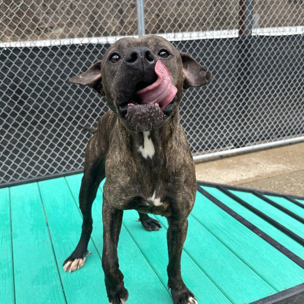 Enlarge Smackers, a Adoptable Mixed Breed in Charleston, WV image 1/4