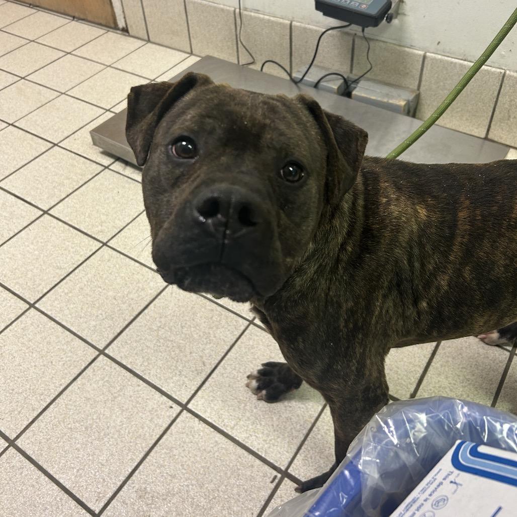 Enlarge Smackers, a Adoptable Mixed Breed in Charleston, WV image 2/4