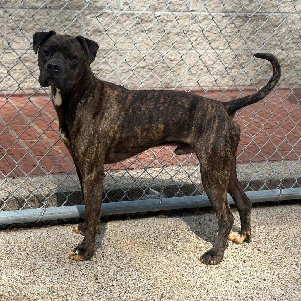 Enlarge Smackers, a Adoptable Mixed Breed in Charleston, WV image 3/4
