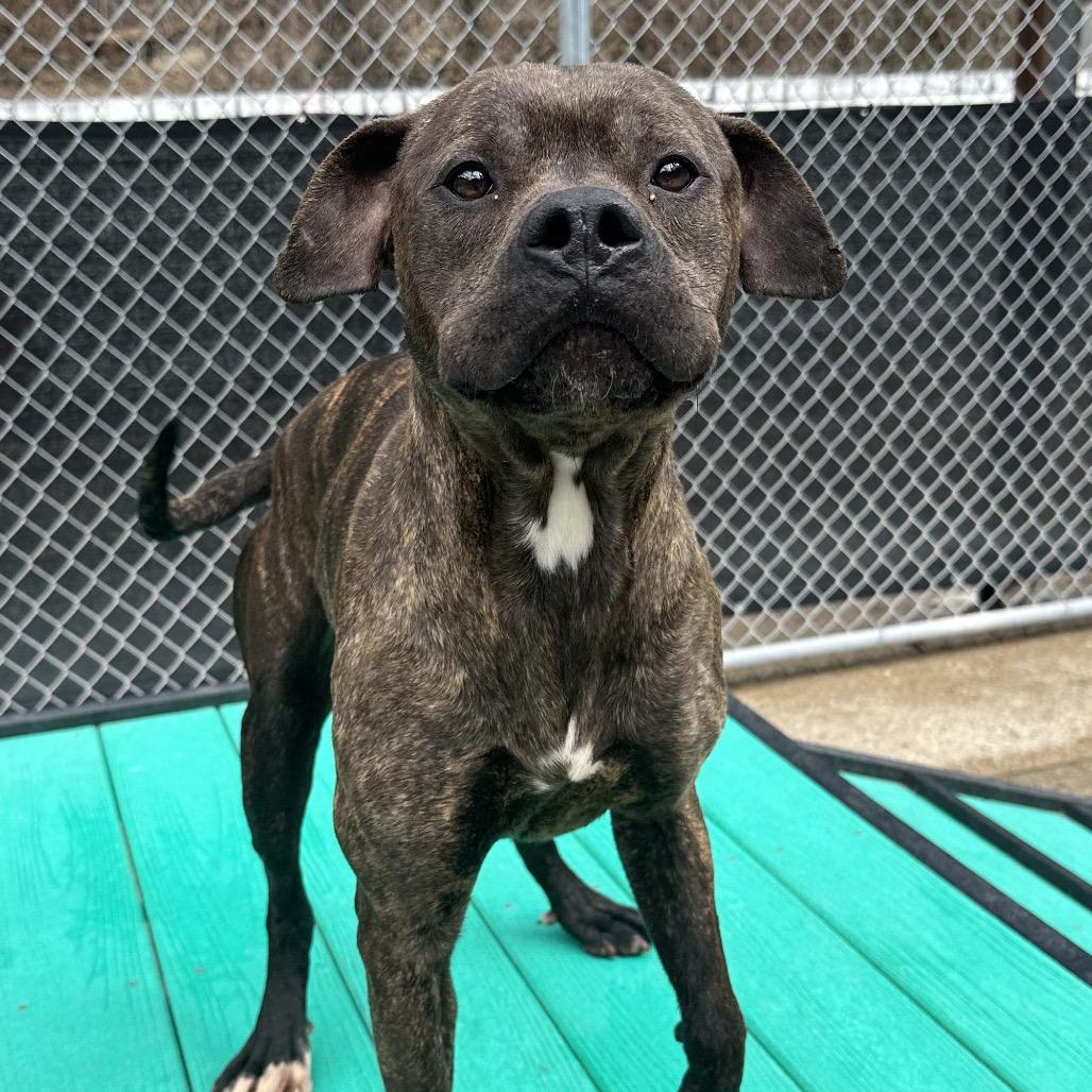 Enlarge Smackers, a Adoptable Mixed Breed in Charleston, WV image 4/4