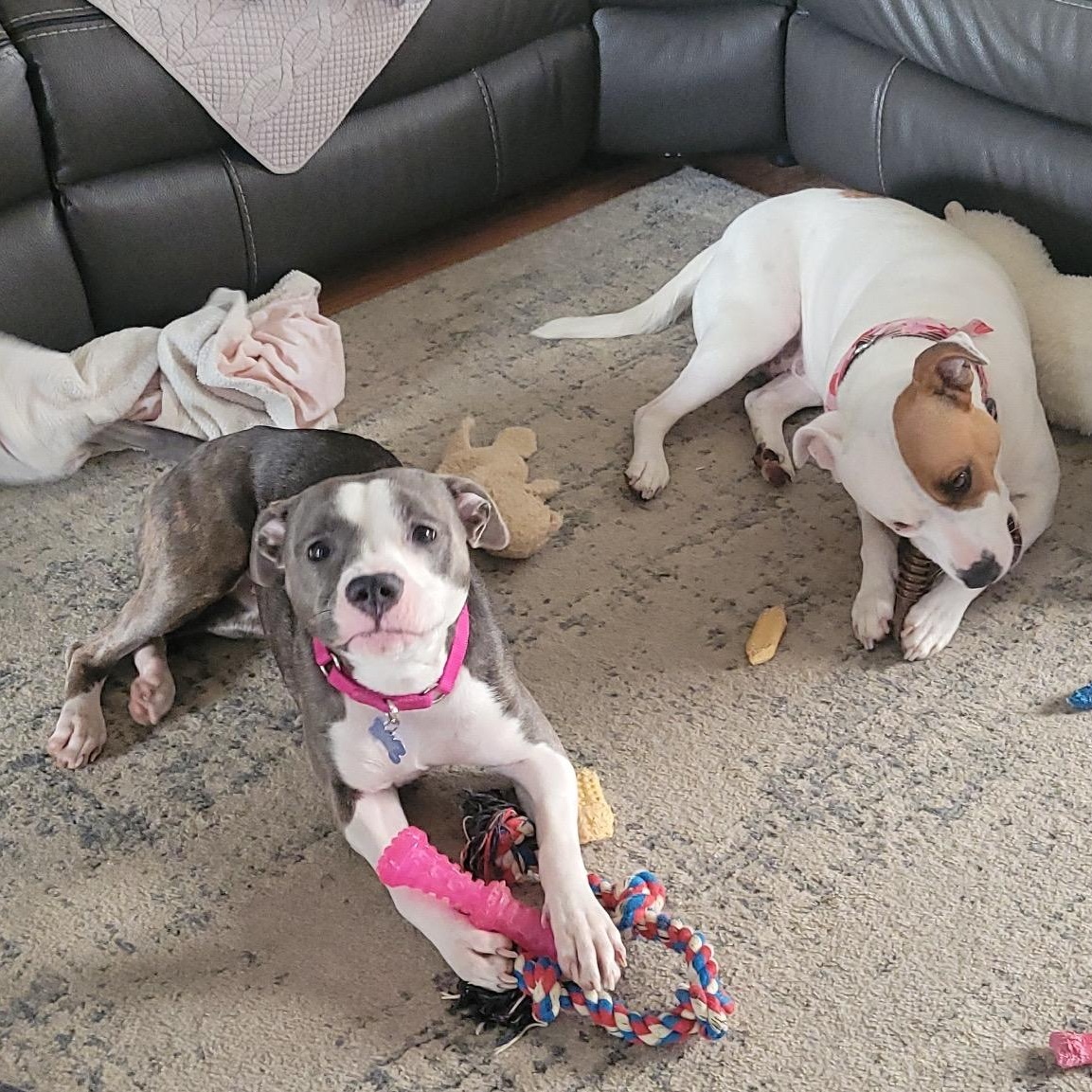 Enlarge ALICE, a ADOPTABLE mixed breed in Westland, MI image 5/5