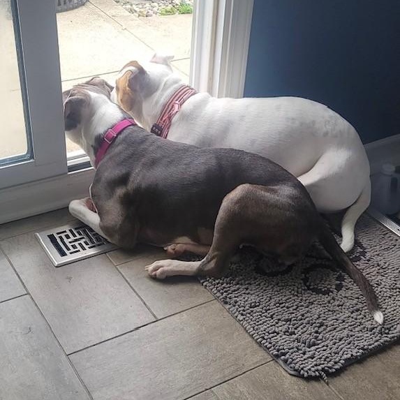 Enlarge ALICE, a ADOPTABLE mixed breed in Westland, MI image 2/5
