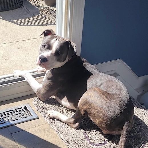 ALICE, ADOPTABLE, Young Female Pit Bull Terrier.