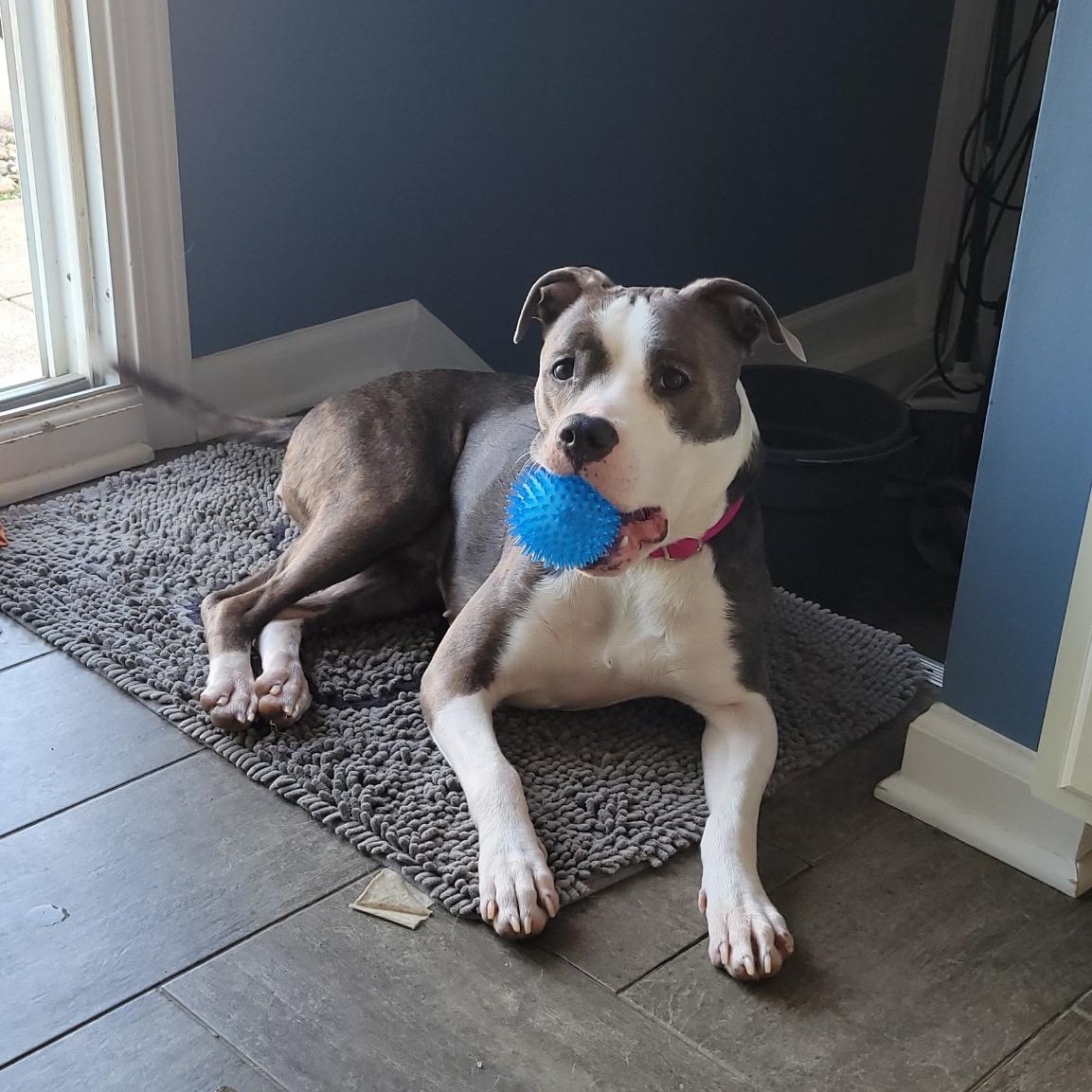 Enlarge ALICE, a ADOPTABLE mixed breed in Westland, MI image 4/5