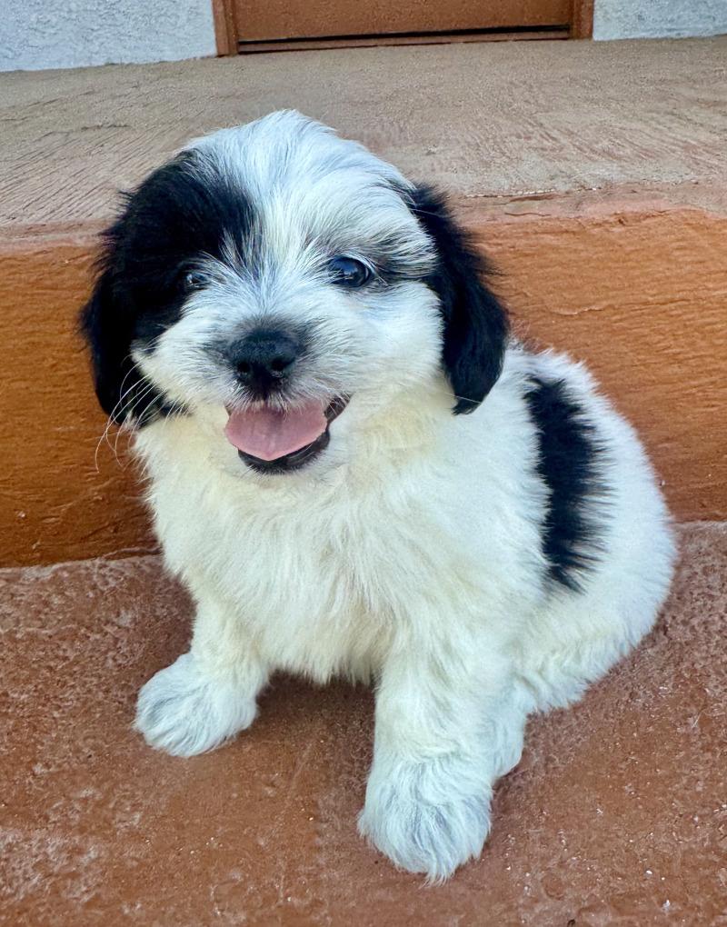 Enlarge Duke, a Adoptable mixed breed in Valley Village, CA image 2/5