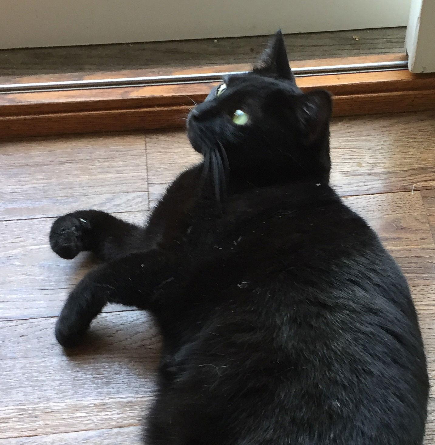 Little One, a Adoptable Bombay in Lakewood, CA image 1/6