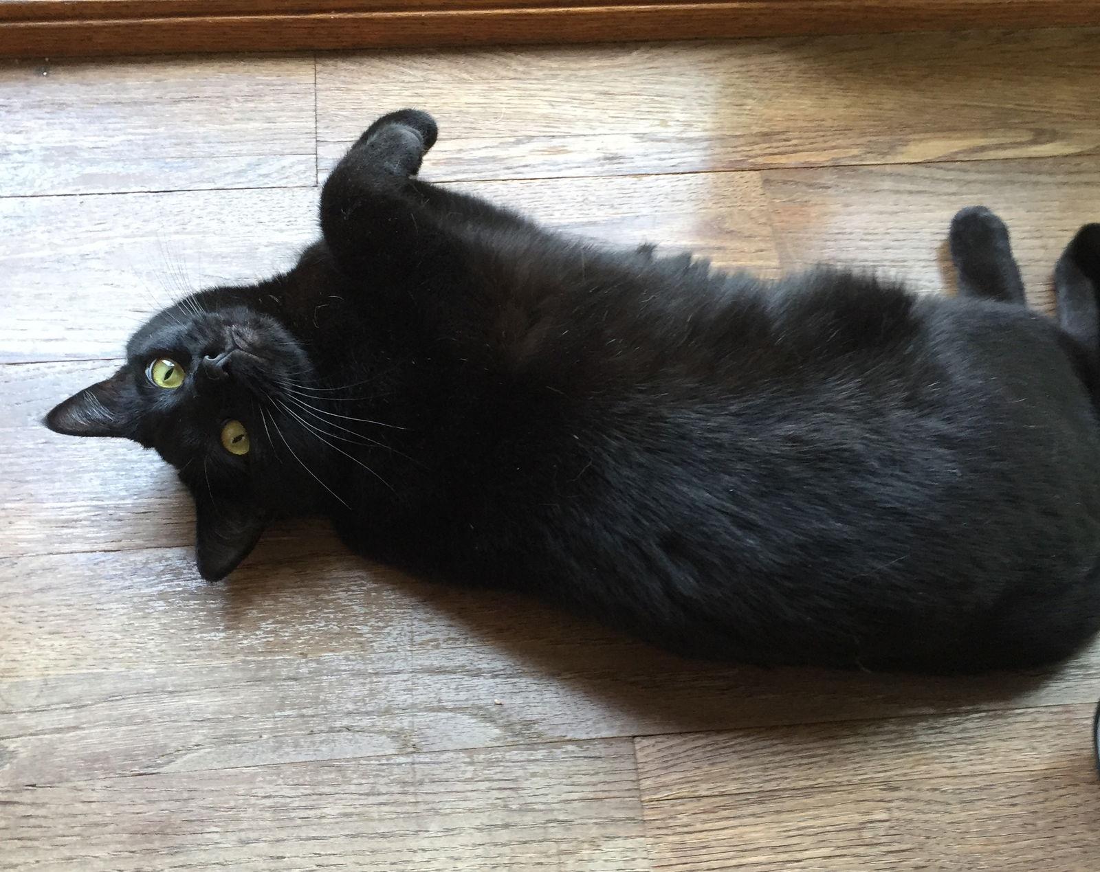 Little One, a Adoptable Bombay in Lakewood, CA image 2/6