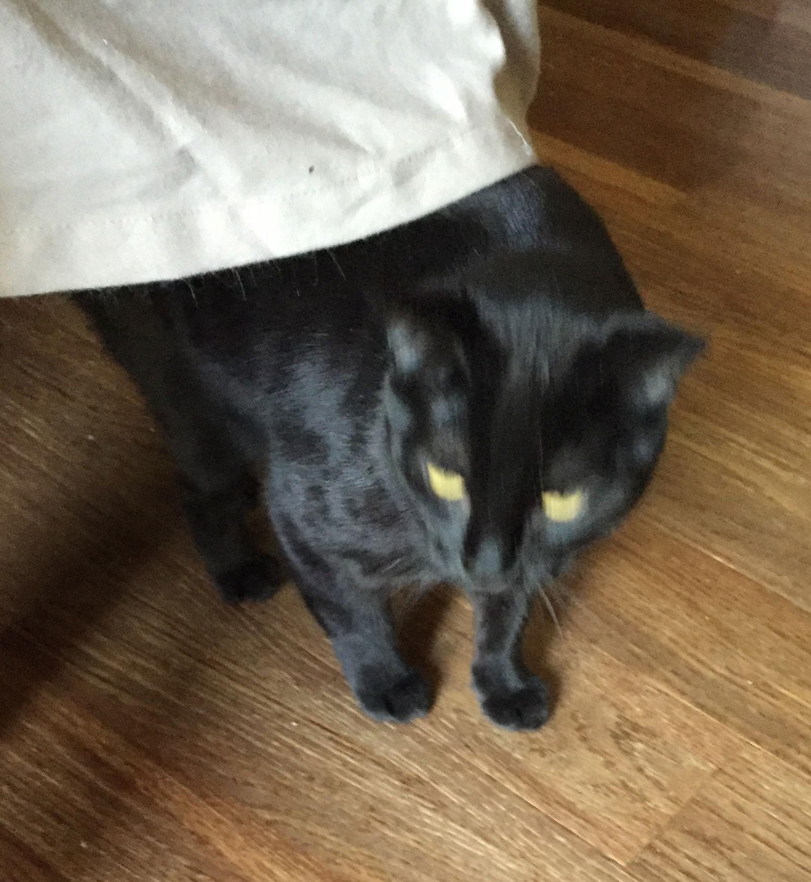 Little One, a Adoptable Bombay in Lakewood, CA image 3/6