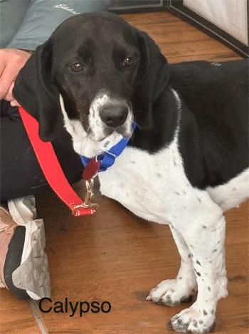 Enlarge Calypso, a ADOPTABLE Beagle in West Decatur, PA image 5/6