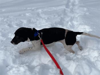 Calypso, a ADOPTABLE Beagle in West Decatur, PA image 5/6