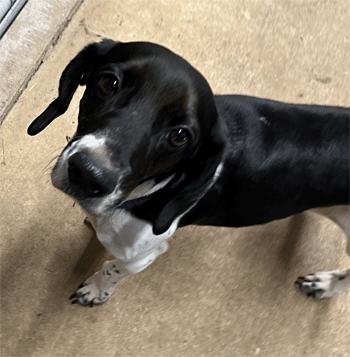 Calypso, a ADOPTABLE Beagle in West Decatur, PA image 6/6