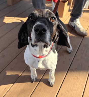 Calypso, a ADOPTABLE Beagle in West Decatur, PA image 1/6