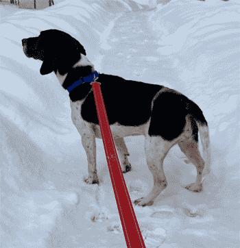Calypso, a ADOPTABLE Beagle in West Decatur, PA image 4/6
