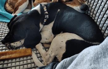 Enlarge Calypso, a ADOPTABLE Beagle in West Decatur, PA image 6/6
