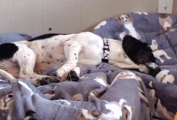 Enlarge Calypso, a ADOPTABLE Beagle in West Decatur, PA image 4/6