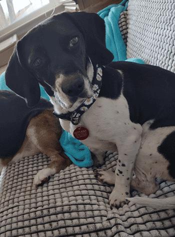 Enlarge Calypso, a ADOPTABLE Beagle in West Decatur, PA image 1/6
