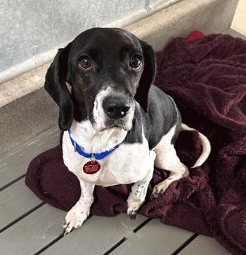 Calypso, a ADOPTABLE Beagle in West Decatur, PA image 2/6