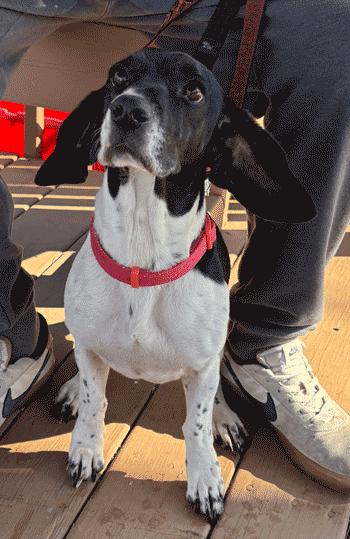 Calypso, a ADOPTABLE Beagle in West Decatur, PA image 3/6