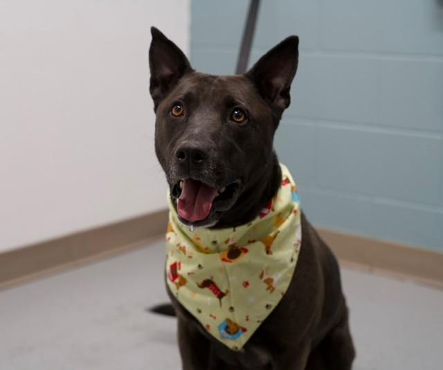Marley , a ADOPTABLE Pit Bull Terrier in Fayetteville, AR image 3/5