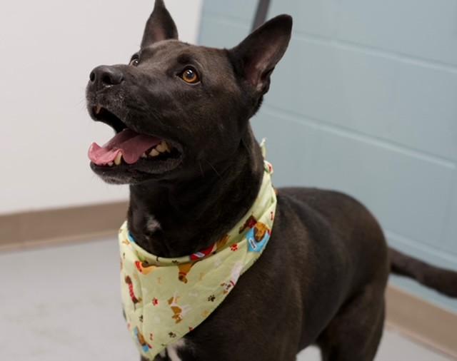 Marley , a ADOPTABLE Pit Bull Terrier in Fayetteville, AR image 5/5