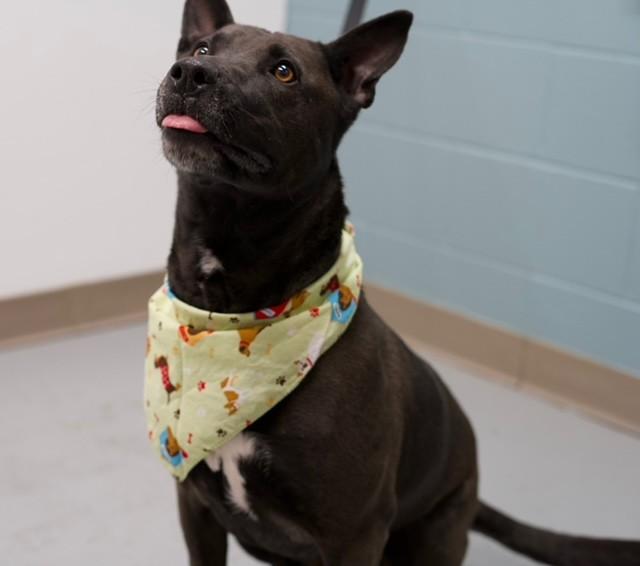 Marley , a ADOPTABLE Pit Bull Terrier in Fayetteville, AR image 2/5