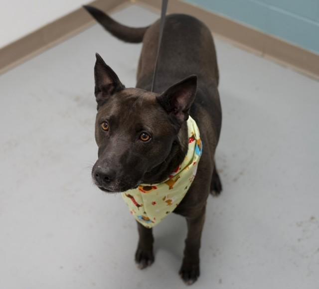 Marley , a ADOPTABLE Pit Bull Terrier in Fayetteville, AR image 4/5