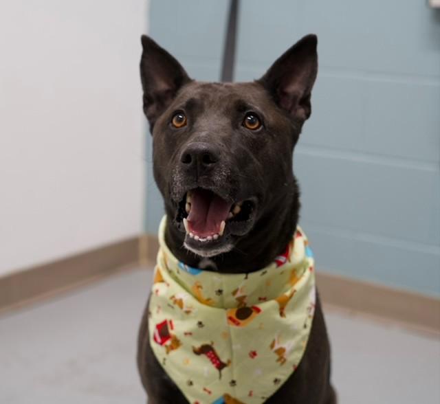 Marley , ADOPTABLE, Adult Male Pit Bull Terrier.