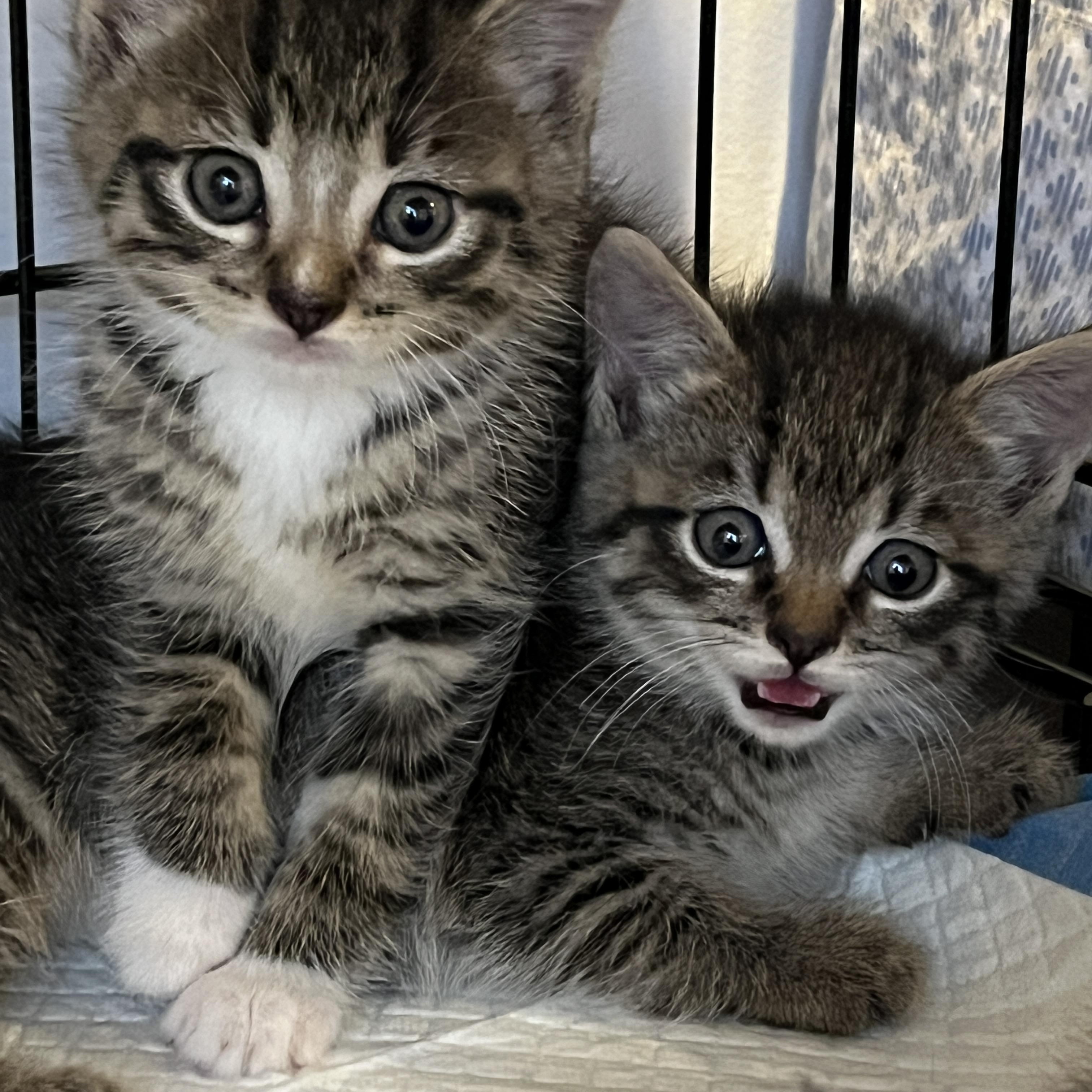 Enlarge Piglet, an adopted Domestic Short Hair in Manorville, NY image 3/4