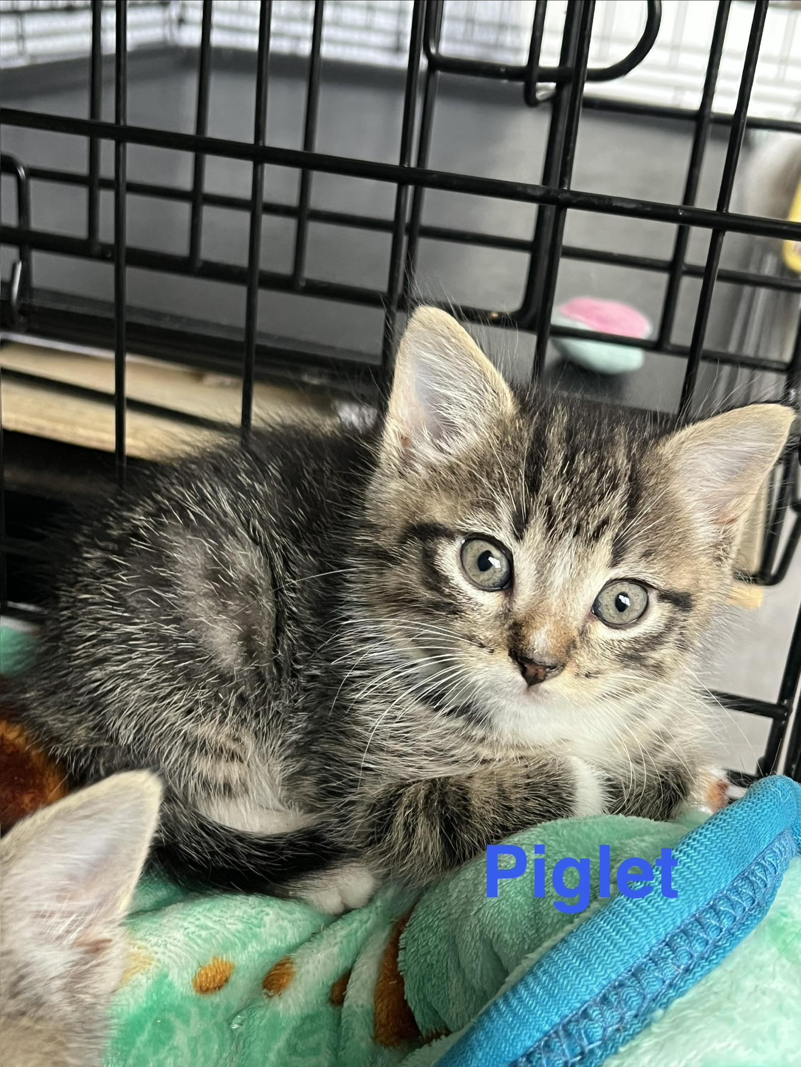 Enlarge Piglet, an adopted Domestic Short Hair in Manorville, NY image 1/4