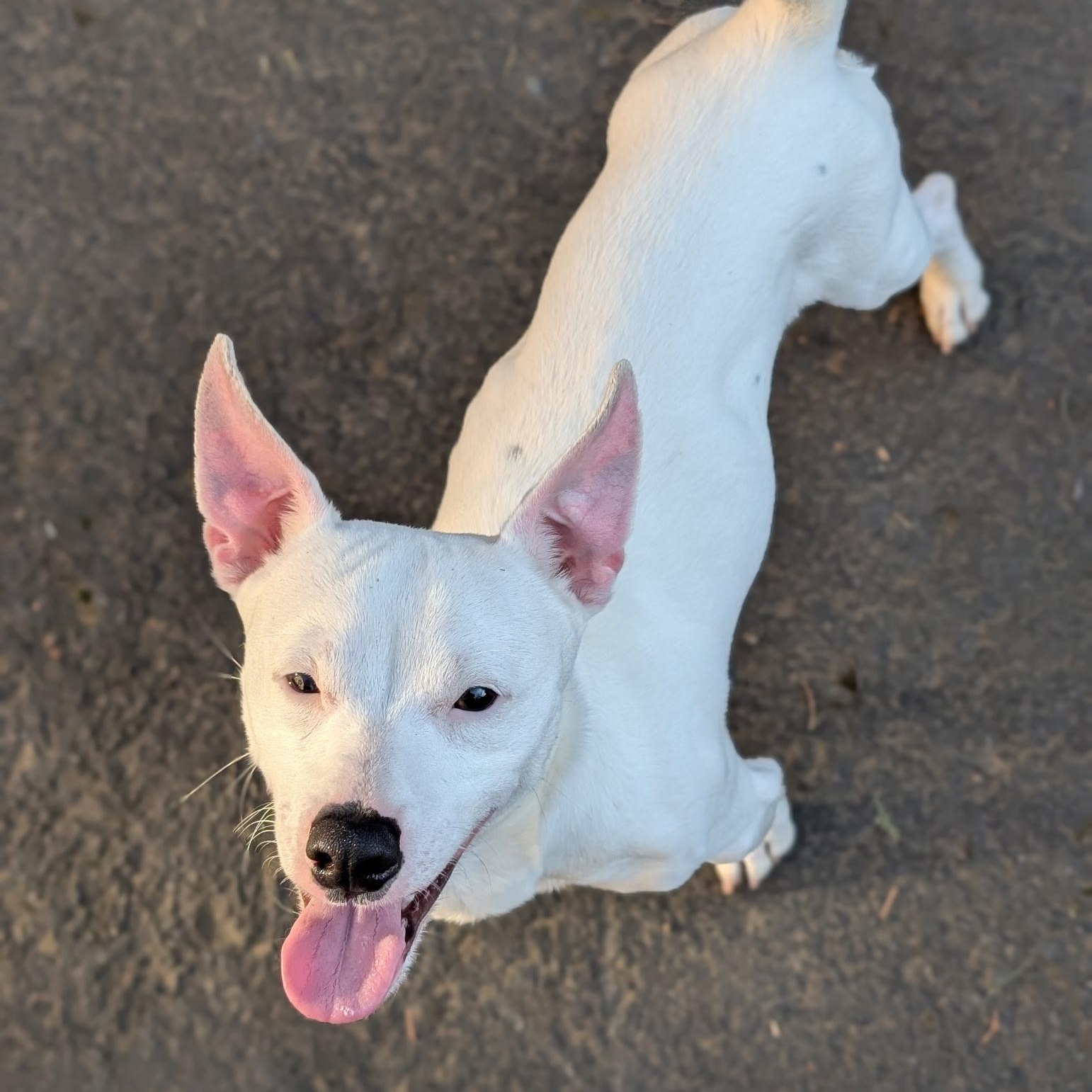 Enlarge Finn, a ADOPTABLE mixed breed in Aloha, OR image 3/6