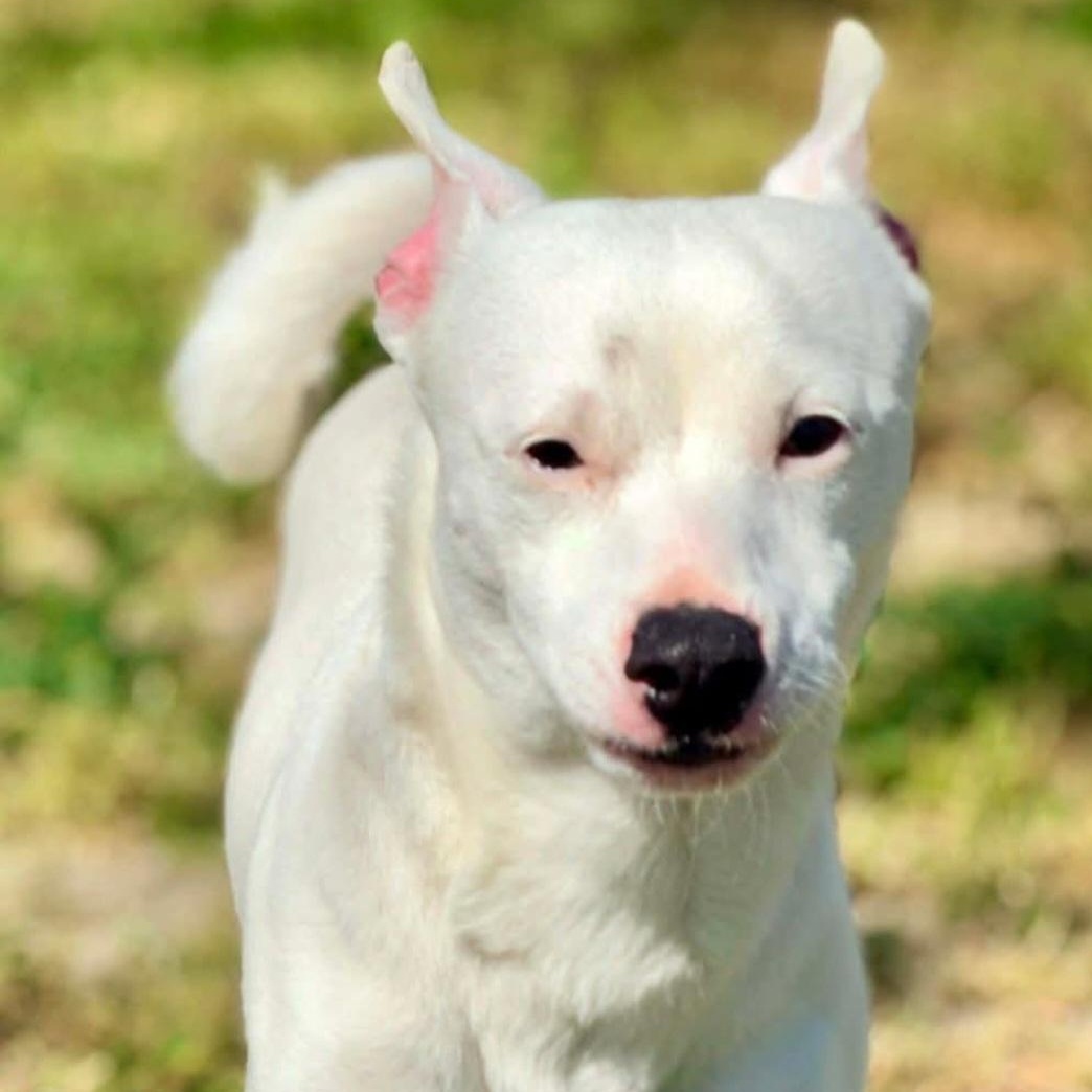 Finn, ADOPTABLE, Puppy Male Chihuahua & Terrier.