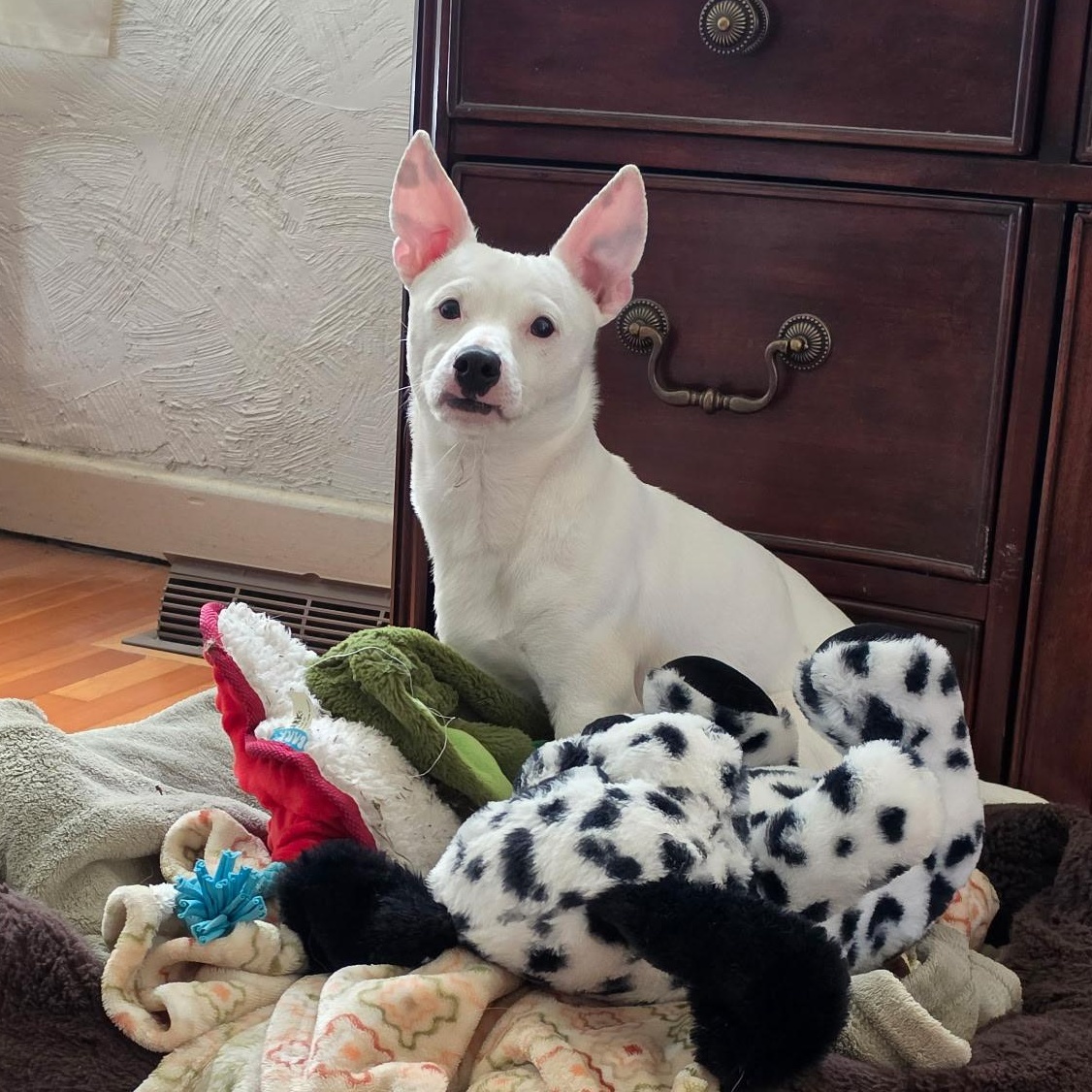 Enlarge Finn, a ADOPTABLE mixed breed in Aloha, OR image 4/6