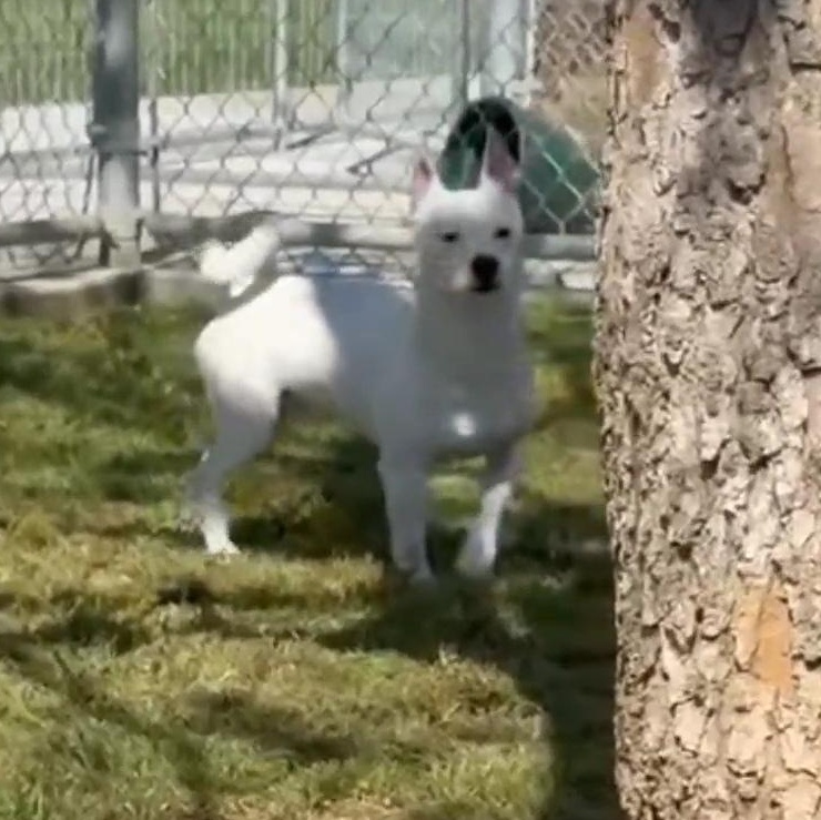 Enlarge Finn, a ADOPTABLE mixed breed in Aloha, OR image 6/6