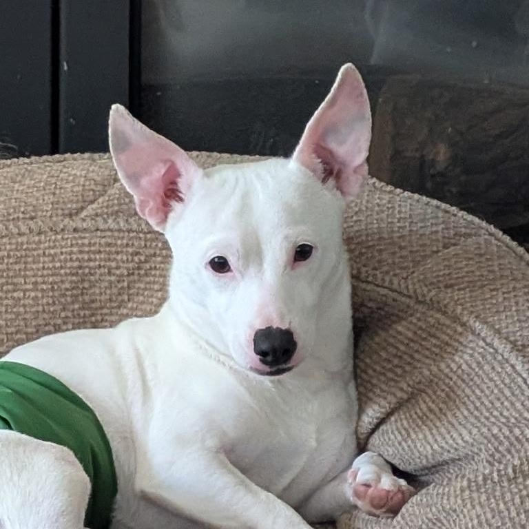 Enlarge Finn, a ADOPTABLE mixed breed in Aloha, OR image 5/6