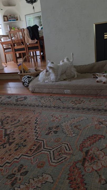 Enlarge Finn, a ADOPTABLE mixed breed in Aloha, OR video 2/6