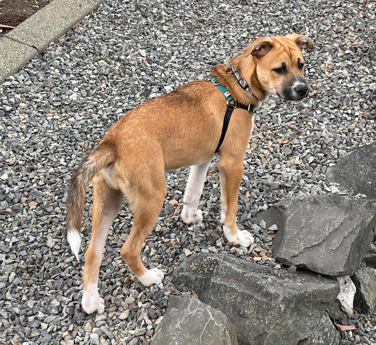 Chief, Adopted, Puppy Male Boxer & Alaskan Malamute.