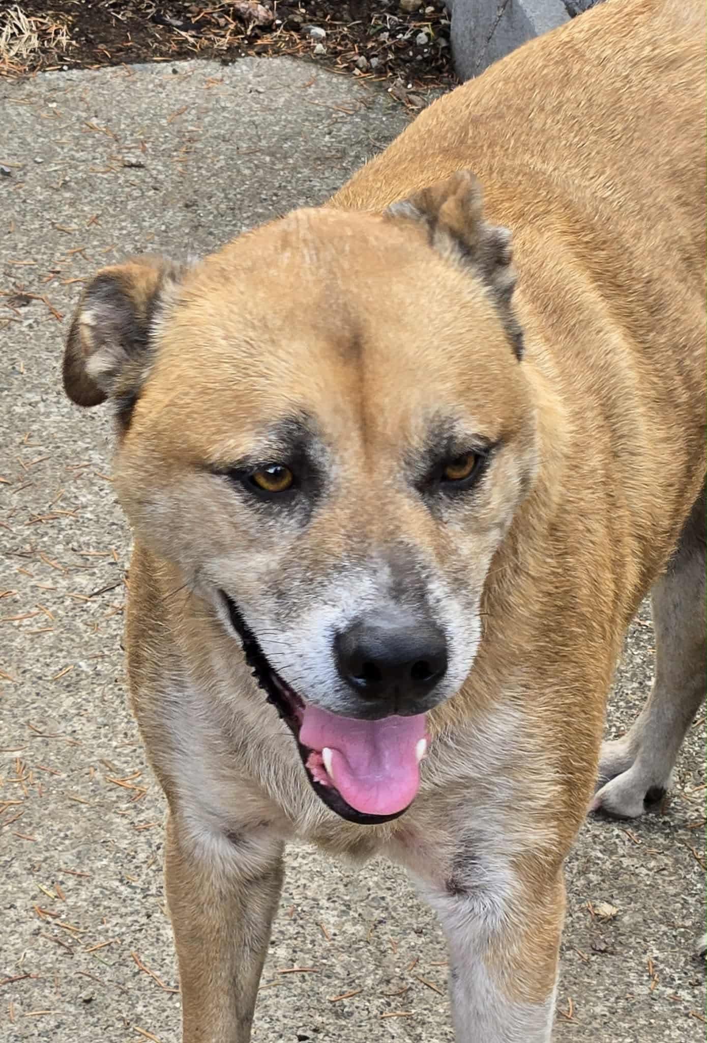 Chief, a Adopted mixed breed in Stanwood, WA image 2/3
