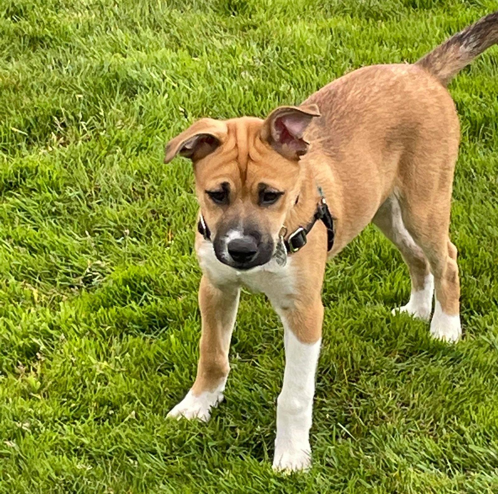 Chief, a Adopted mixed breed in Stanwood, WA image 3/3