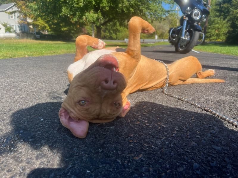 Marely, Adopted, Young Female American Staffordshire Terrier.